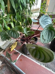 Photo 3 of Watermelon Peperomia