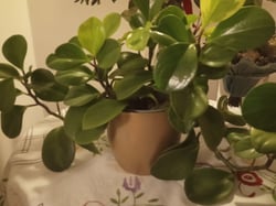 Photo 1 of Baby Rubber Plant