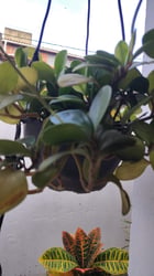 Photo 2 of Baby Rubber Plant
