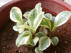 Photo 3 of Baby Rubber Plant