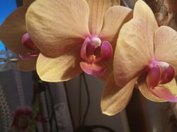 Photo 2 of Moth Orchid