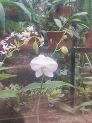 Photo 3 of Moth Orchid