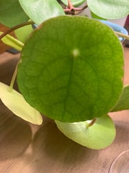 Photo 3 of Chinese Money Plant