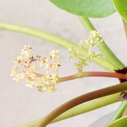 Photo 1 of Chinese Money Plant