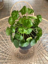 Photo 2 of Chinese Money Plant