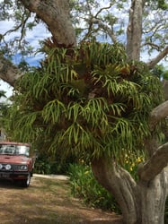 Photo 2 of Staghorn Fern