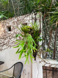 Photo 3 of Staghorn Fern