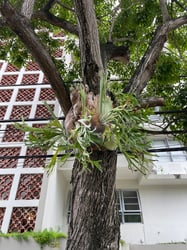 Photo 1 of Staghorn Fern