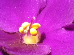 Photo 1 of African Violet