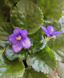 Photo 3 of African Violet