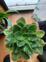 Photo 2 of African Violet