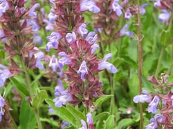 Photo 1 of Sage