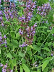 Photo 2 of Sage