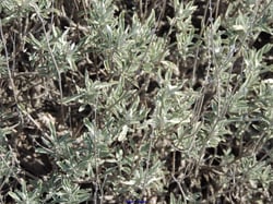Photo 3 of Sage