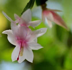 Photo 1 of Christmas Cactus
