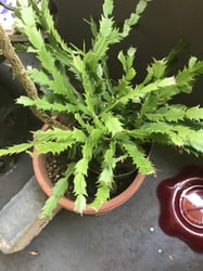 Photo 3 of Christmas Cactus