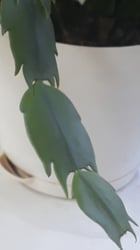 Photo 2 of Christmas Cactus