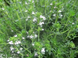 Photo 1 of Thyme