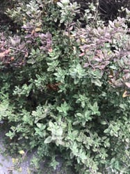 Photo 3 of Thyme