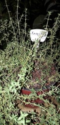 Photo 2 of Thyme